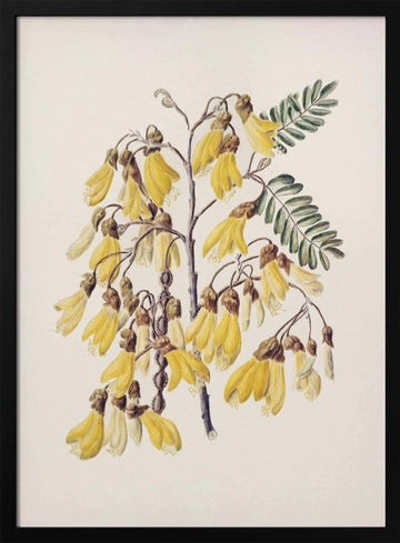 Kowhai Drawn By Sarah Featon (1848–1927) | Poster - Black Metal Frame Interior