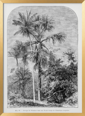 Vintage Palm Tree Drawing Iv | Poster - Gold Frame Interior