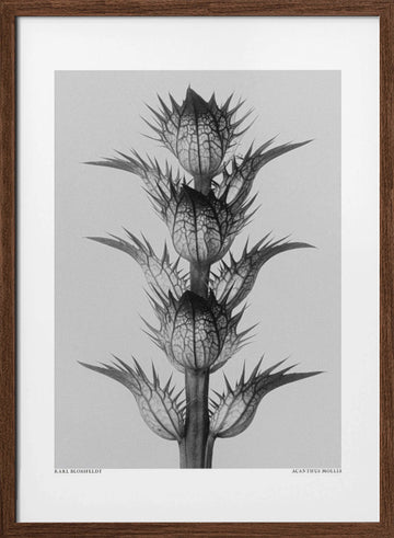 Acanthus mollis | Poster - Walnut Frame Interior