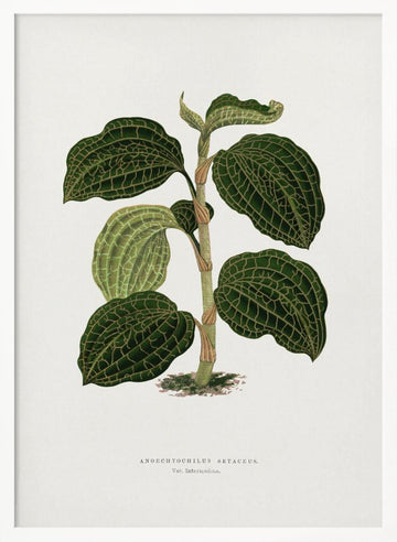 Green Anoechtochilus Setaceus Leaf Illustration | Poster - White Frame Interior