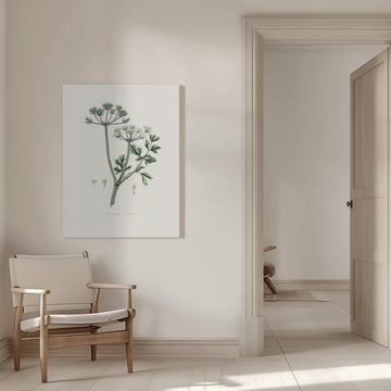 Water Dropwort (onanthe Grocata) Medical Botany | Canvas - Room Interior 1