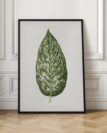 Dieffenbachia Seguina Leaf Illustration | Poster - Room Interior 1