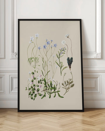 Wahlenbergias Drawn | Poster - Room Interior 1