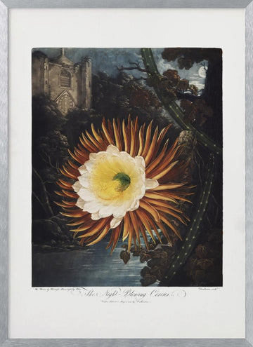 The Night–Blowing Cereus from The Temple of Flora (1807) | Poster - Silver Frame Interior