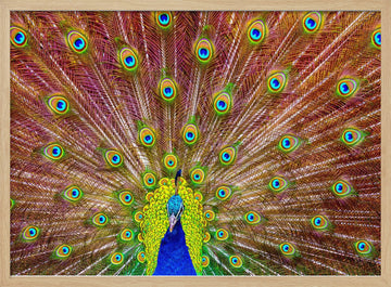 Iridescent Peacock Feathers | Poster - Wood Frame Interior