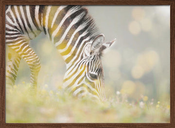Peaceful Zebra Foal | Poster - Walnut Frame Interior
