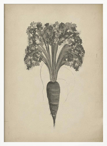 Botanical Carrot Drawing | Poster - White Frame Interior