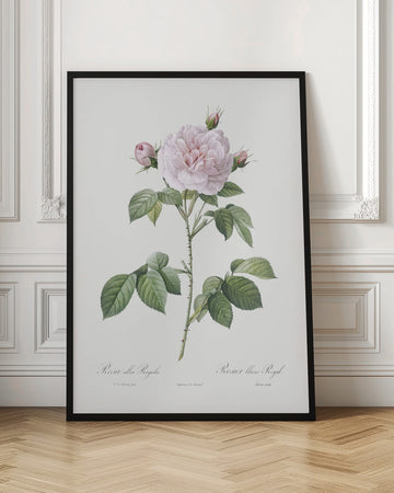 Royal White Rose, Les Roses (1817–1824) | Poster - Room Interior 1