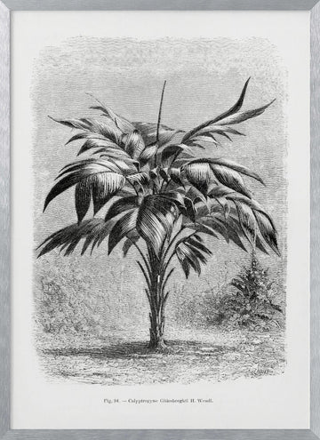 Vintage Palm Tree Drawing Viii | Poster - Silver Frame Interior