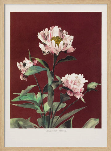 Hærdaceous Peony no2 | Poster - Wood Frame Interior