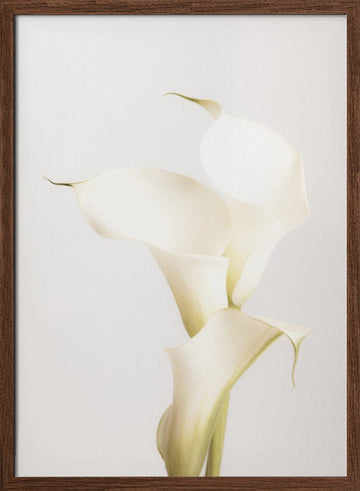 Elegant Calla Lilies | Poster - Walnut Frame Interior