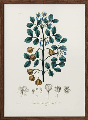 Guaiacwood (guaiacum Officinale) Medical Botany | Poster - Walnut Frame Interior