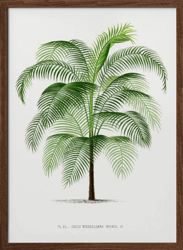 Xi Cocos Weddeliana | Poster - Walnut Frame Interior
