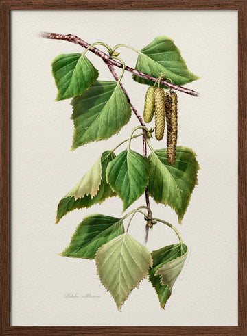 Birch Leaves and Catkins | Poster - Walnut Frame Interior