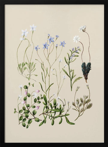 Wahlenbergias Drawn | Poster - Black Metal Frame Interior