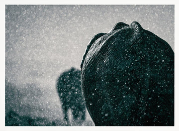 Elephants In The Rain | Poster - White Frame Interior