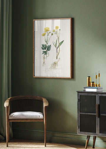 Lesser Spearwort (ranunculus Flammula) Medical Botany | Poster - Room Interior 2