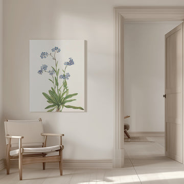 Alpine Forget Me Not From North American Wildflowers (1925) By Mary Vaux Walcott | Canvas - Room Interior 1