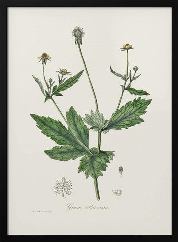 Wood Avens (geum Urbanum)  Medical Botany | Poster - Black Metal Frame Interior