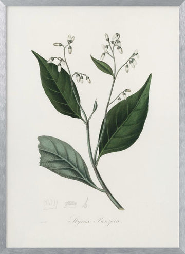 Gum Benjamin Tree (styrax Benzoin Medical Botany | Poster - Silver Frame Interior