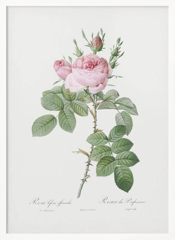 Rosa Bifera Officinalis,les Roses (1817–1824) | Poster - White Frame Interior