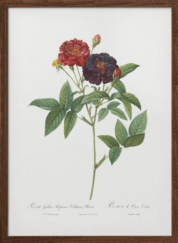 Rose of Van Eeden, Les Roses (1817–1824) | Poster - Walnut Frame Interior