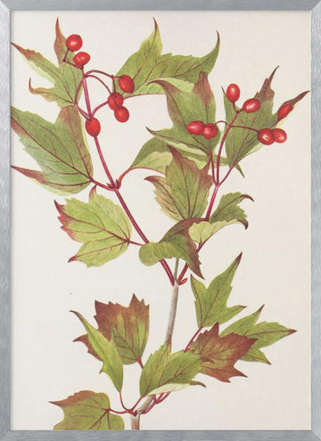 Guelder Rose From North American Wildflowers (1925) By Mary Vaux Walcott. | Poster - Silver Frame Interior