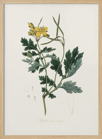 Greater Celandine (chelidonium Majus) Medical Botany | Poster - Wood Frame Interior