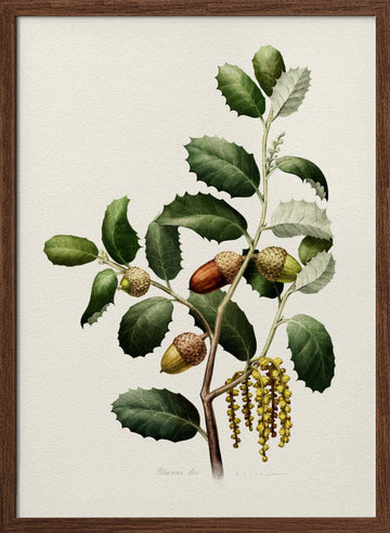 Oak Acorns Botanical | Poster - Walnut Frame Interior