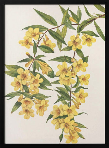 Carolina Jessamine From North American Wildflowers (1925) By Mary Vaux Walcott | Poster - Black Metal Frame Interior