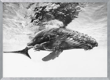 Majestic Humpback Whale | Poster - Silver Frame Interior