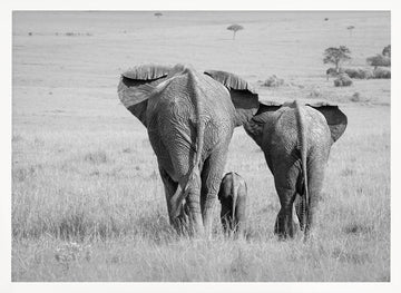 African Elephant Family | Poster - White Frame Interior