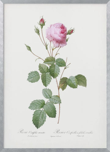 Crenate Leaved Cabbage Rose, Les Roses (1817–1824) | Poster - Silver Frame Interior
