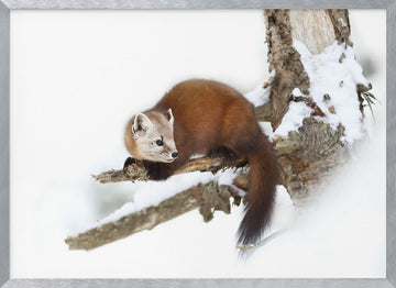 Marten on Snowy Branch | Poster - Silver Frame Interior