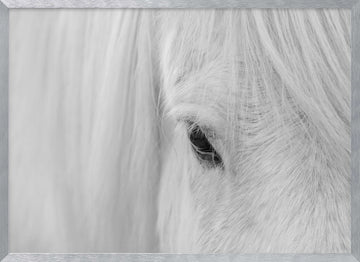 White Horse Gaze | Poster - Silver Frame Interior
