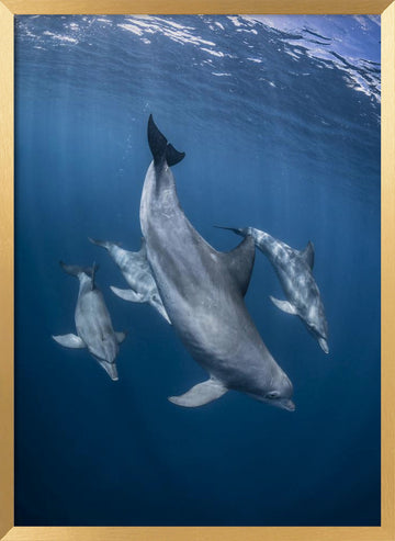 Graceful Dolphins Blue Depths | Poster - Gold Frame Interior