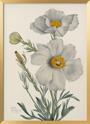 Matilija Poppy | Poster - Gold Frame Interior