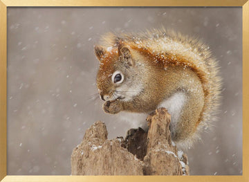 Snowy Red Squirrel | Poster - Gold Frame Interior