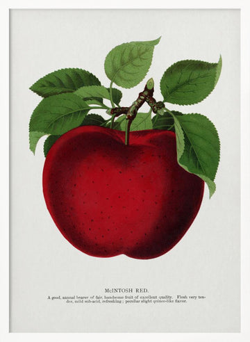 Mcintosh Red Apple Lithograph | Poster - White Frame Interior