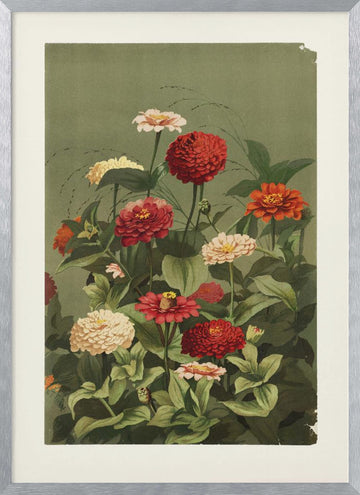 Zinnias By Ellen Thayer Fisher | Poster - Silver Frame Interior