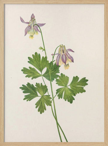 Shortspur Columbine From North American Wildflowers (1925) By Mary Vaux Walcott | Poster - Wood Frame Interior