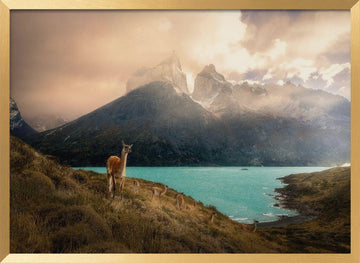Patagonia Guanaco Peaks | Poster - Gold Frame Interior
