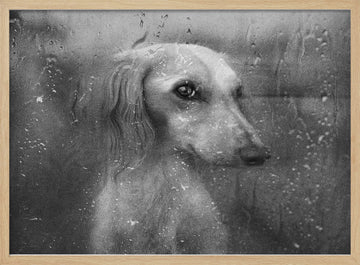 Dog By Rainy Window | Poster - Wood Frame Interior
