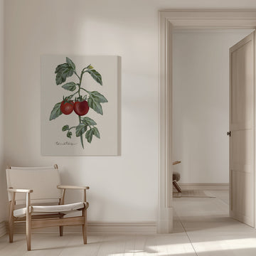 Ripe Tomatoes On Vine | Canvas - Room Interior 1