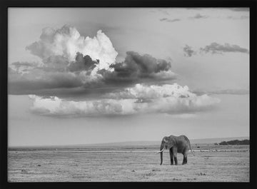 Lone Elephant Under Dramatic Sky | Poster - Black Metal Frame Interior