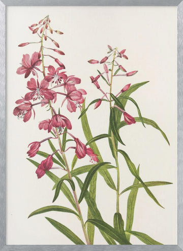 Fireweed From North American Wildflowers (1925) By Mary Vaux Walcott. | Poster - Silver Frame Interior