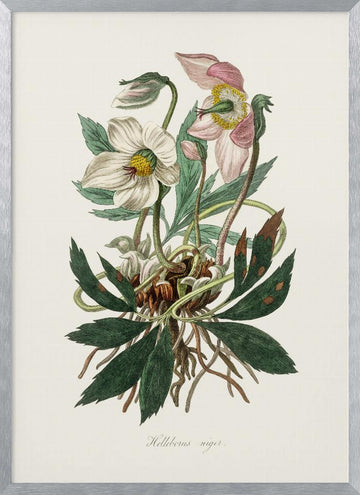 Christmas Rose (helleborus Niger)  Medical Botany | Poster - Silver Frame Interior