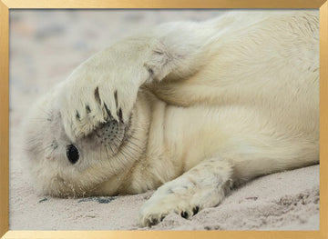Shy Baby Seal | Poster - Gold Frame Interior