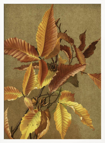 Autumn Leaves No. 3 Beech By Ellen Thayer Fisher | Poster - White Frame Interior