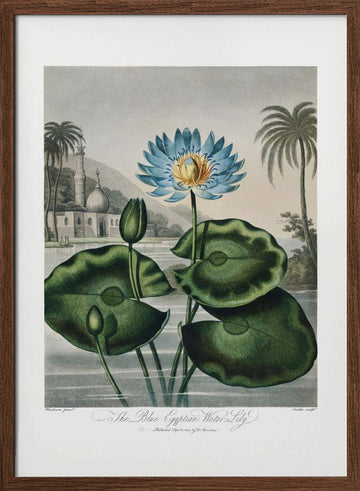The Blue Egyptian Water-Lily from The Temple of Flora (1807) | Poster - Walnut Frame Interior